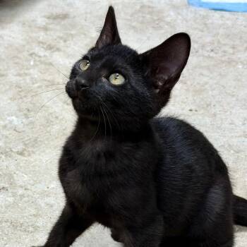 Domestic Short Hair Cats Available for Adoption - Beltza | PetCurious