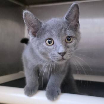 Ludo -  Domestic Short Hair Cat for Adoption in Fort Wayne, Indiana - Ludo | PetCurious