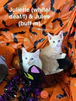 Jules -  Tabby Cat for Adoption in Deltona, Florida - Jules | PetCurious