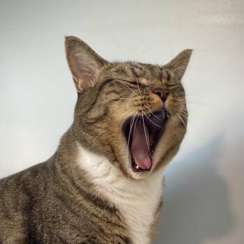 Tigger -  Domestic Short Hair Cat for Adoption in Springfield, Oregon - Tigger | PetCurious