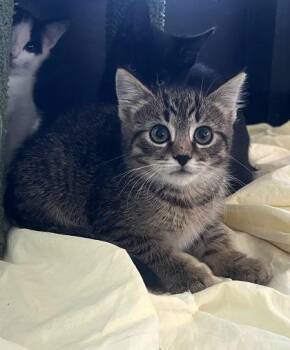 Lil cheesesteak -  Domestic Short Hair Cat Available for Adoption in West Chester, Pennsylvania - Lil Cheesesteak | PetCurious