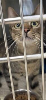 Bonnie -  Domestic Short Hair Cat for Adoption in Jackson, Louisiana - Bonnie | PetCurious