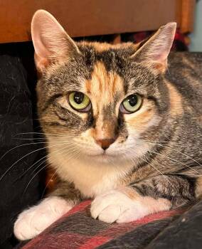 Domestic Short Hair Cats Available for Adoption - Ms. KiKi | PetCurious