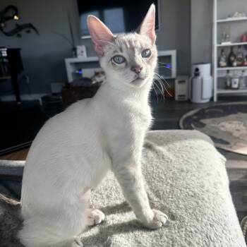 Siamese and Domestic Short Hair Cats Available for Adoption - Handsome | PetCurious