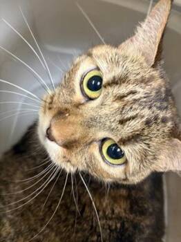Kya -  Domestic Short Hair Cat for Adoption in Lowell, Massachusetts - Kya | PetCurious
