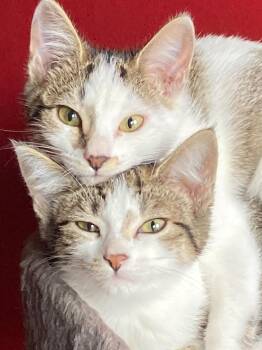 Rescue Domestic Short Hair Cats for Adoption in Seattle, Washington - Professor Plum And Mrs Peacock | PetCurious