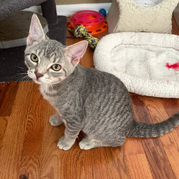 Rescue Domestic Short Hair Cats for Adoption - Salsa (bonded With Chips) | PetCurious