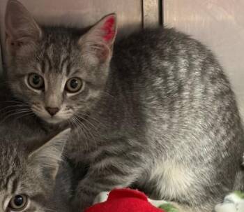 Domestic Short Hair Cats Available for Adoption - Jam | PetCurious