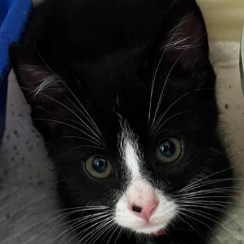 Booger -  Domestic Medium Hair Cat for Adoption in Ruckersville, Virginia - Booger | PetCurious