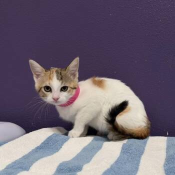 Domestic Short Hair Cats Available for Adoption in Englewood, Florida - Numi | PetCurious