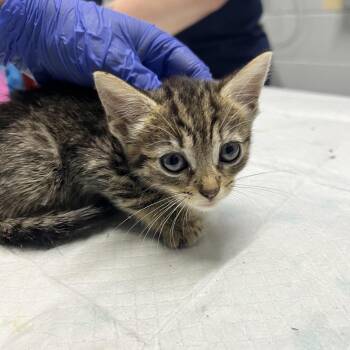 Dora -  Domestic Short Hair Cat for Adoption in Summerville, South Carolina - Dora | PetCurious