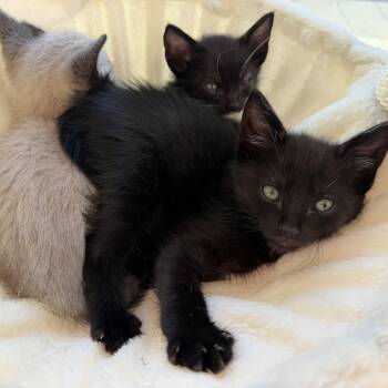 Damien -  Domestic Short Hair Cat Available for Adoption in Mastic, New York - Damien | PetCurious