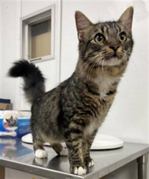 TIANNA -  Domestic Medium Hair Cat for Adoption in Killeen, Texas - TIANNA | PetCurious