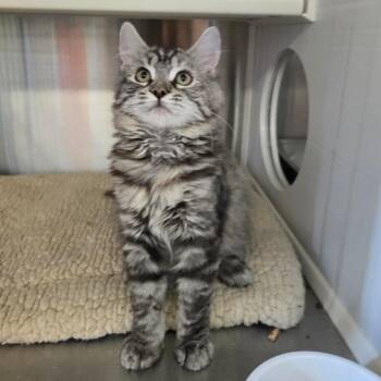 Cloudberry -  Domestic Medium Hair Cat for Adoption in Spokane, Washington - Cloudberry | PetCurious