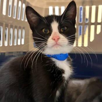 Pepperoni -  Domestic Short Hair Cat for Adoption in Woodinville, Washington - Pepperoni | PetCurious