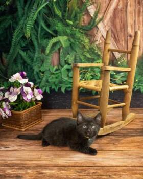Libby -  Domestic Short Hair Cat for Adoption in Lapeer, Michigan - Libby | PetCurious
