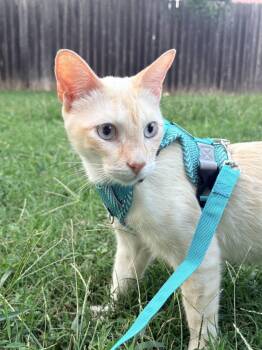 Simba 6 -  Siamese and American Shorthair Cat for Adoption in Austin, Texas - Simba 6 | PetCurious