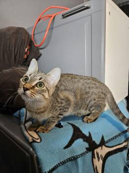 Rescue Domestic Short Hair Cats for Adoption in Houston, Texas - Carroll | PetCurious