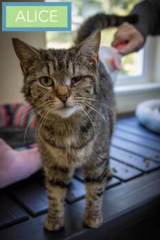 Tabby Cats Available for Adoption in Greenville, Delaware - Alice (FCID# 03/16/2026 - 69 Trainer) | PetCurious