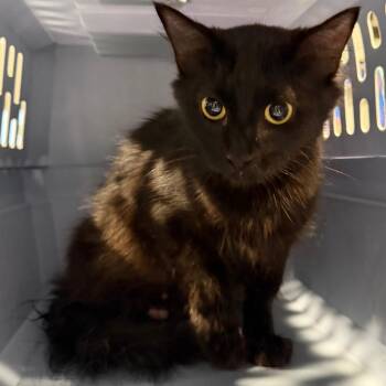 DeeDee -  Domestic Short Hair Cat for Adoption in Tampa, Florida - DeeDee | PetCurious