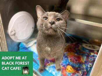 Rescue Domestic Short Hair Cats for Adoption in Fort Wayne, Indiana - ARGENT | PetCurious