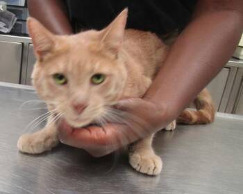 Chips(644) -  Domestic Short Hair Cat for Adoption in Marietta, Georgia - Chips(644) | PetCurious