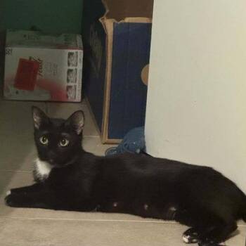 Sky -  Domestic Short Hair Cat for Adoption in East Greenwich Township, New Jersey - Sky | PetCurious