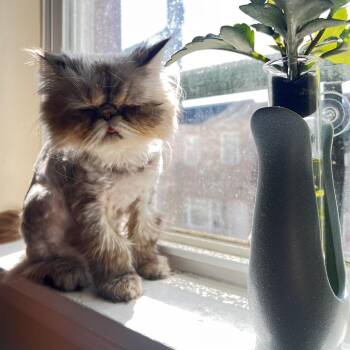 Persian Cats Available for Adoption in Philadelphia, Pennsylvania - Colette | PetCurious