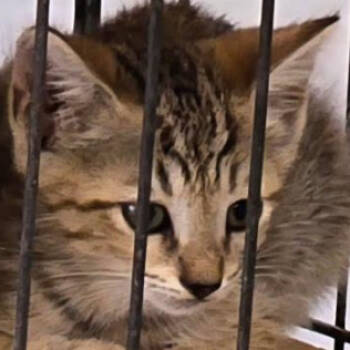 Rescue Domestic Short Hair Cats for Adoption in Austin, Texas - Elune | PetCurious