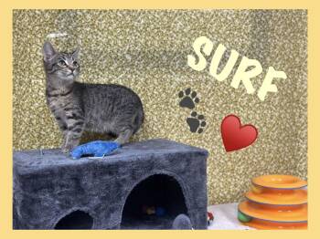 Domestic Short Hair Cats Available for Adoption - Surf (foster Cat) | PetCurious