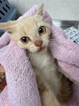 Saffron -  Domestic Short Hair Cat for Adoption in Pomona, New York - Saffron | PetCurious