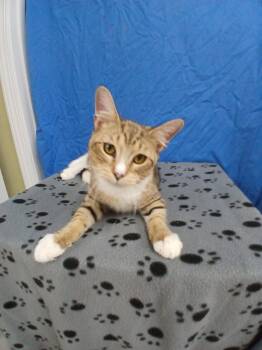 Titanic -  Domestic Short Hair Cat for Adoption in Winton, North Carolina - Titanic | PetCurious