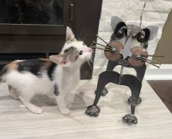 Domestic Short Hair Cats Available for Adoption in Chicago, Illinois - Tizzy | PetCurious