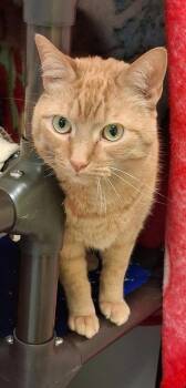 Mac (& Captain) -  Domestic Short Hair Cat for Adoption in Fairfax, Virginia - Mac (& Captain) | PetCurious