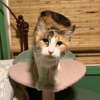 Mama Narcan -  Domestic Medium Hair Cat Available for Adoption in Pleasant Hill, Missouri - Mama Narcan | PetCurious