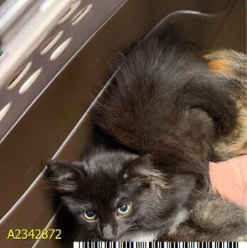 ROWAN -  Domestic Medium Hair Cat for Adoption in West Palm Beach, Florida - ROWAN | PetCurious