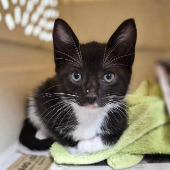 Domestic Short Hair Cats Available for Adoption in Wahiawa, Hawaii - Yang | PetCurious