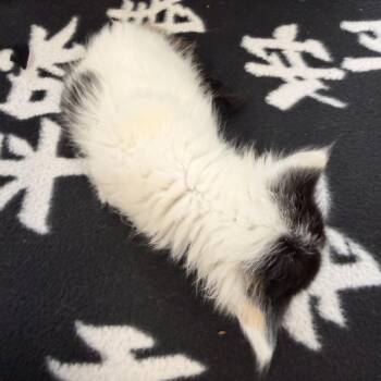 Sundae -  Domestic Medium Hair Cat for Adoption in Wadena, Minnesota - Sundae | PetCurious