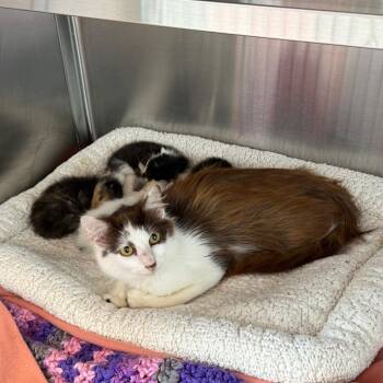 Harvest -  Domestic Long Hair Cat for Adoption in Madisonville, Tennessee - Harvest | PetCurious