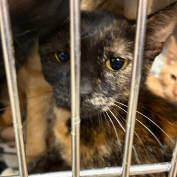 Salem -  Domestic Short Hair and Mixed Breed Cat for Adoption in Ashtabula, Ohio - Salem | PetCurious