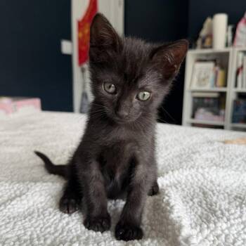 Corinne -  Domestic Short Hair Cat for Adoption in Candler, North Carolina - Corinne | PetCurious