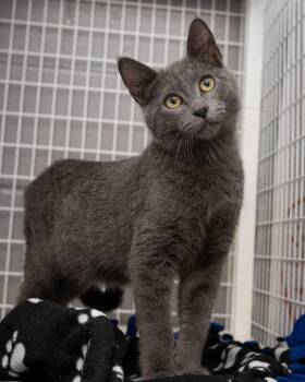 Miso -  Domestic Short Hair Cat for Adoption in Boone, Iowa - Miso | PetCurious