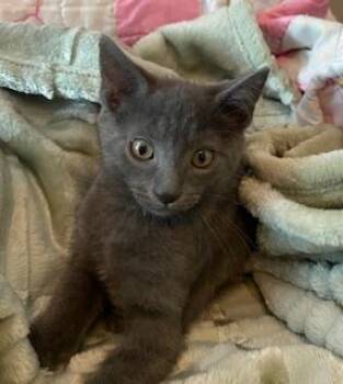 Rescue Domestic Short Hair Cats for Adoption in Southern Pines, North Carolina - My Boy Blue | PetCurious