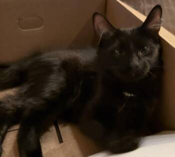 Rescue Domestic Long Hair Cats for Adoption in Hagerstown, Maryland - FREDDIE | PetCurious