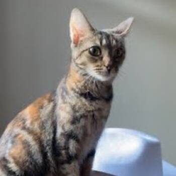 Rescue Domestic Short Hair Cats for Adoption in Delaware, Ohio - Augusta | PetCurious