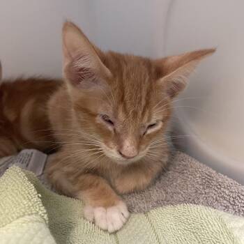 Name Unknown -  Domestic Short Hair Cat for Adoption in Pasadena, California - Name Unknown | PetCurious