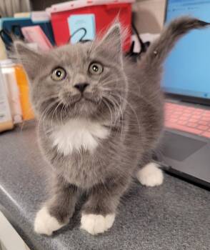 Tristan -  Domestic Medium Hair Cat for Adoption in Hopkinsville, Kentucky - Tristan | PetCurious