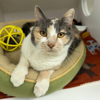 Vanessa -  Domestic Short Hair Cat Available for Adoption in Stillwater, Oklahoma - Vanessa | PetCurious
