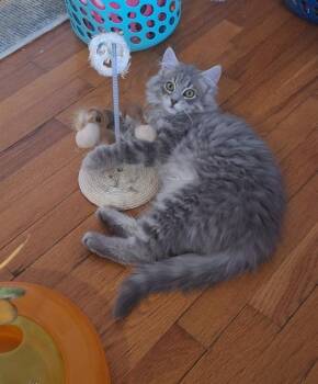 Domestic Medium Hair Cats Available for Adoption - SCRAPPY DOO | PetCurious