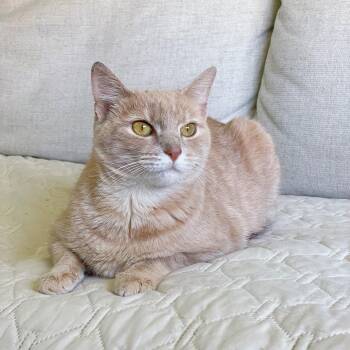 Rescue Domestic Short Hair Cats for Adoption in Bethel, Ohio - Marge | PetCurious